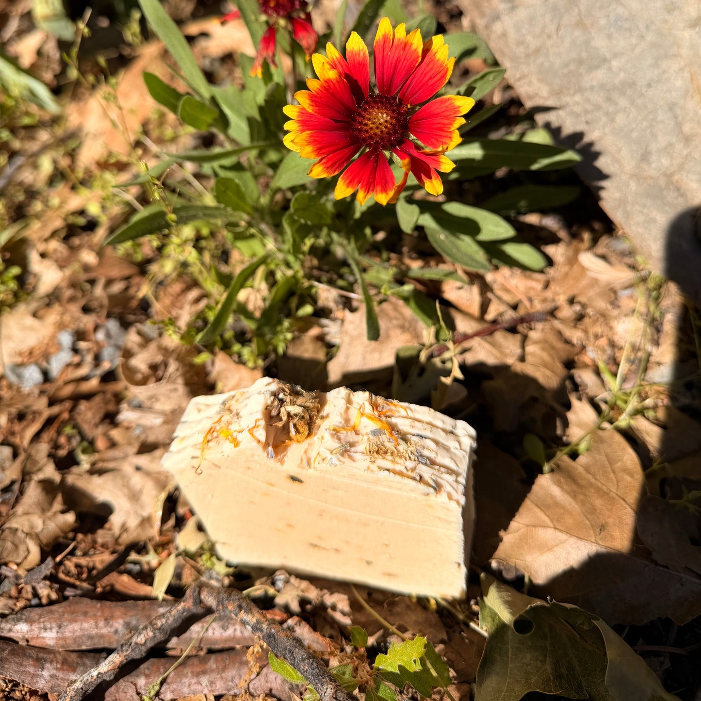 Red and yellow flower growing among rocks and dry leaves with a bar of wildflower goat milk soap and dried flowers on top ...the soap is sitting on dried leaves.