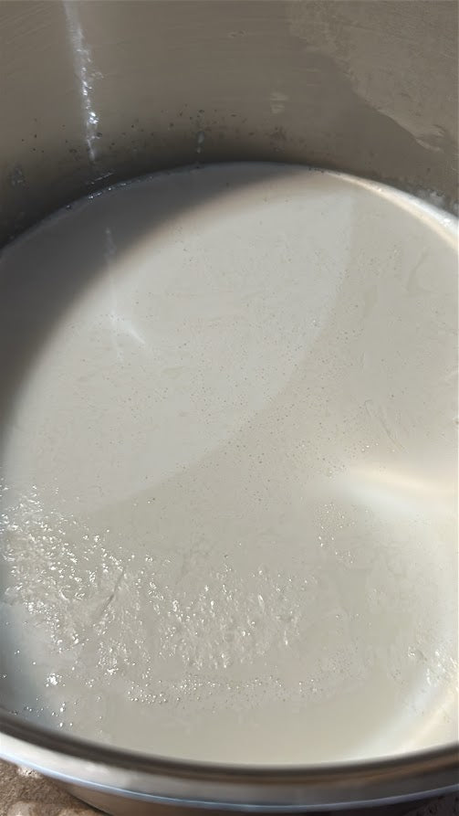 Goat Milk in a stailnless steel pot.