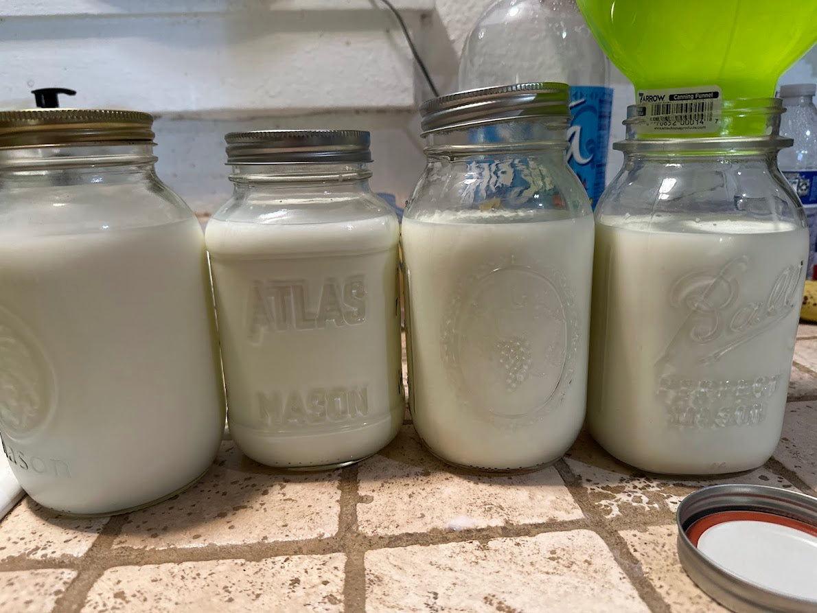 Four mason jars filled with goat milk on a kitchen counter.