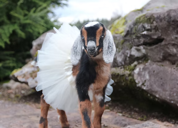 Amelia the goat in a white totoo as a young kid goat. rock and tree background.